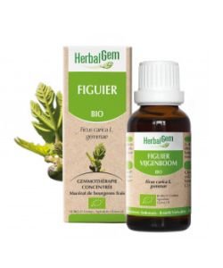 Figuier (Ficus carica) bourgeon BIO, 15 ml